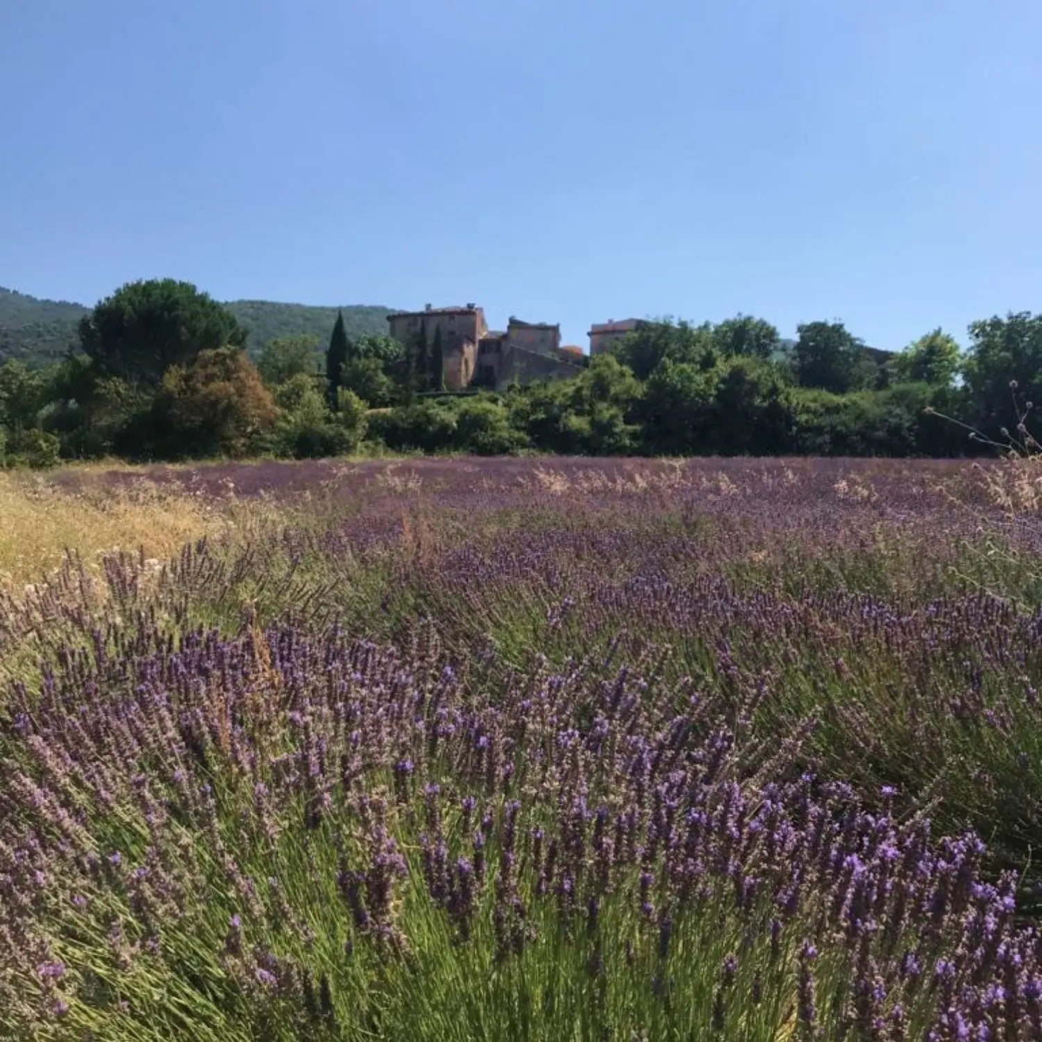 Provençal lavender, explained.