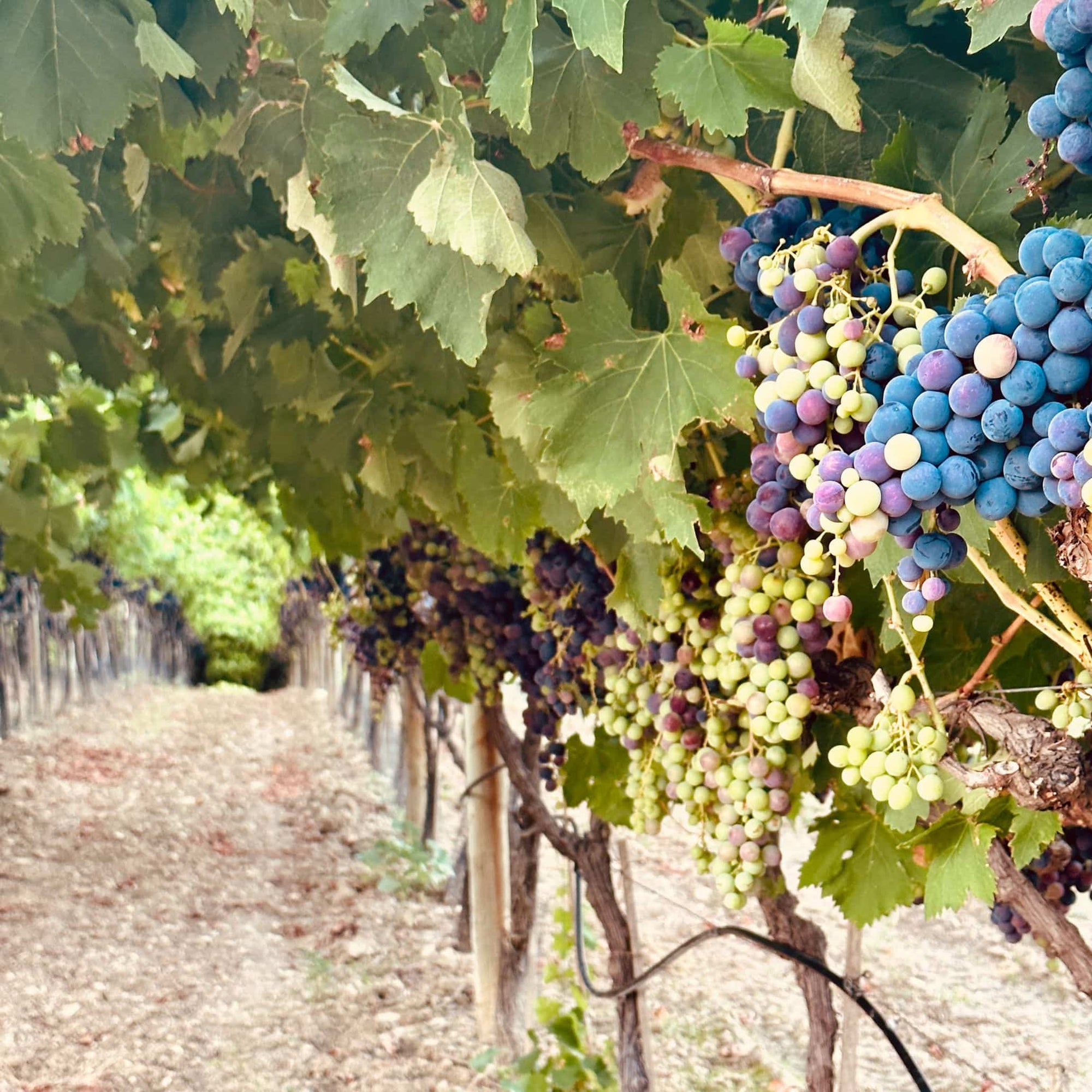 Luberon wine ready for harvest