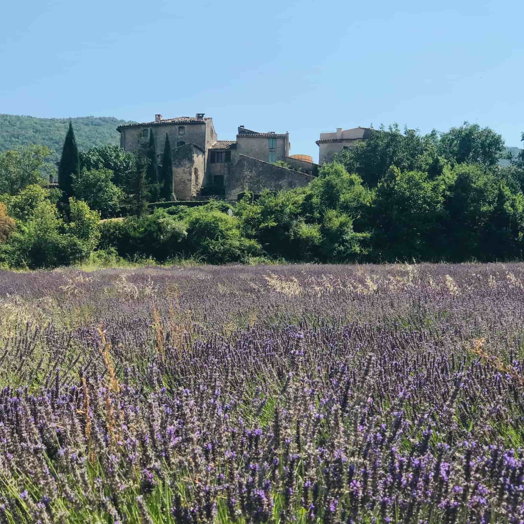 Auribeau with lavender fields in the summer