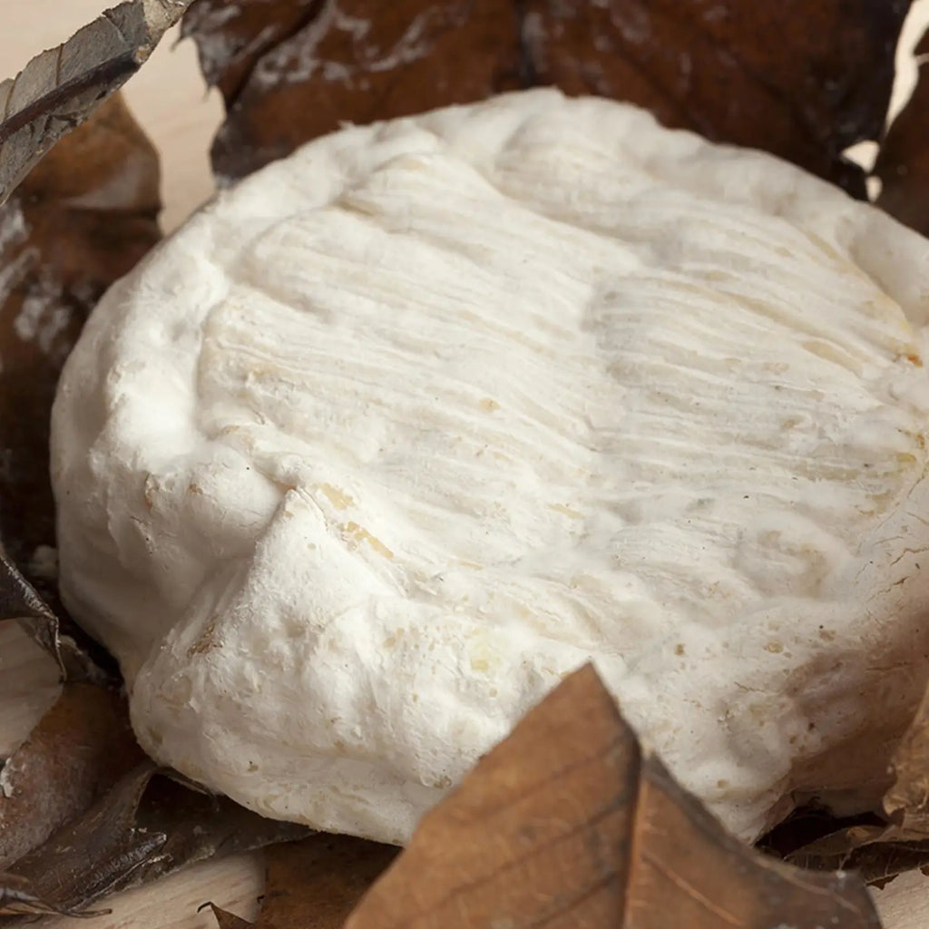 Close-up on a Banon cheese from Provence