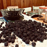 Fresk blackberries