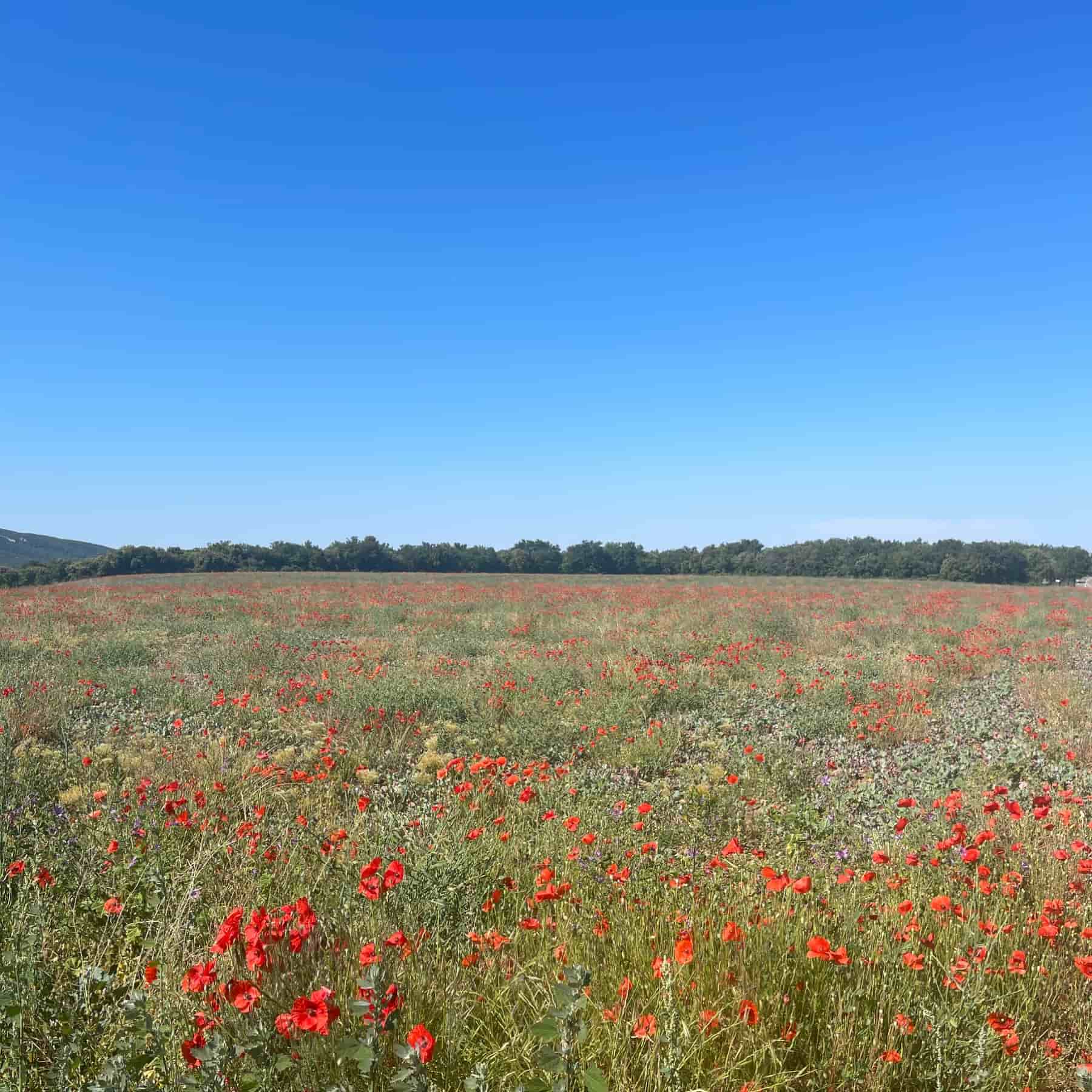Poppies field in the Luberon