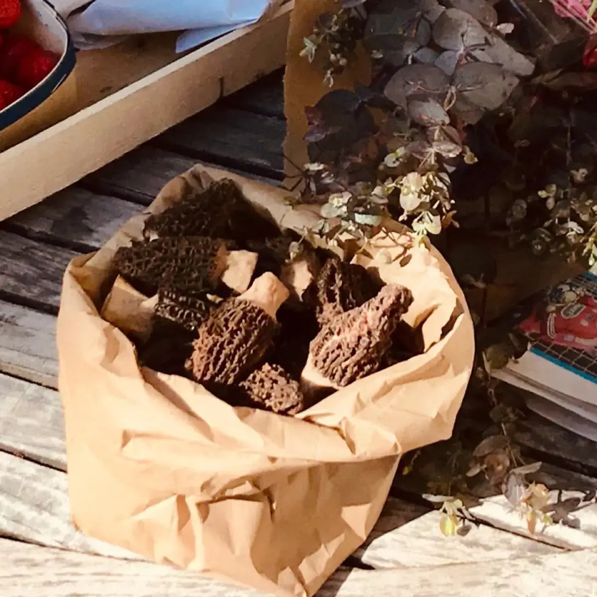 bag of morel mushrooms