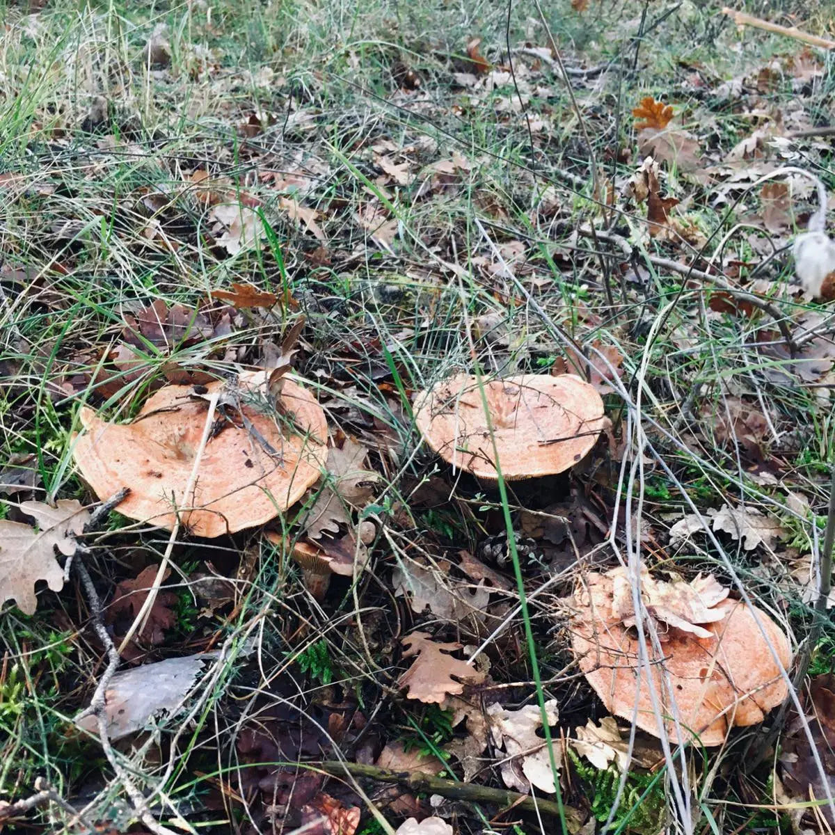 Milkcap mushrooms in Provence