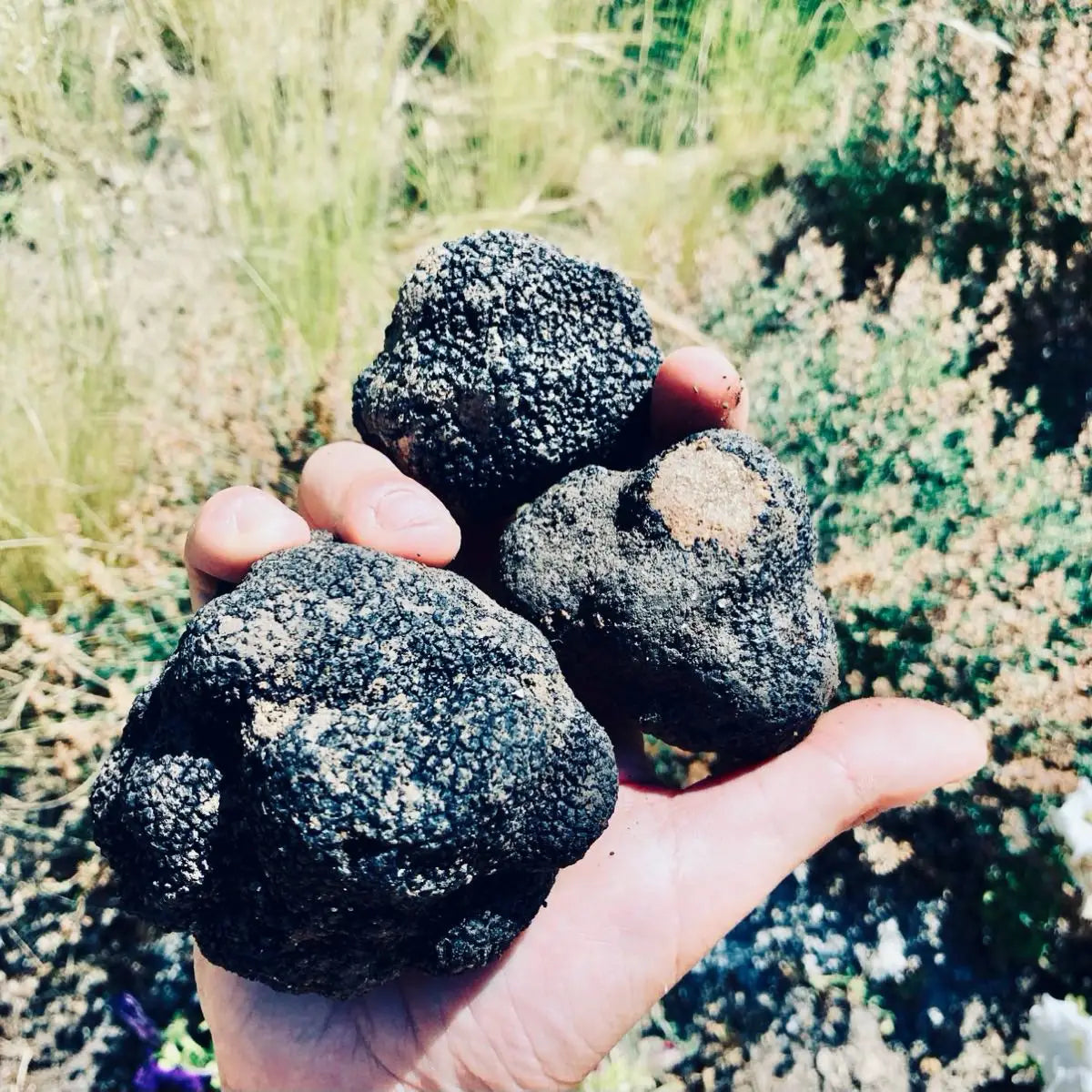 Handful of black truffles
