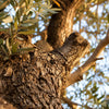 Olive tree from Provence