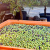 Olives from Provence at the harvest