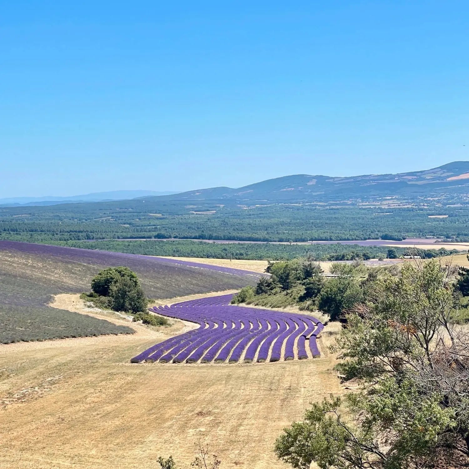 View of the lavender fields near Ferrassières