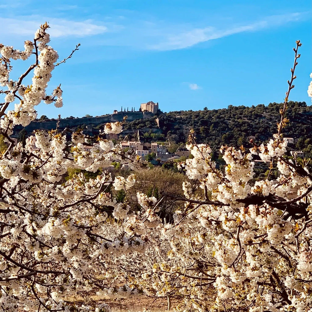 Cherry orchards in Saint-Saturnin-les-Apt