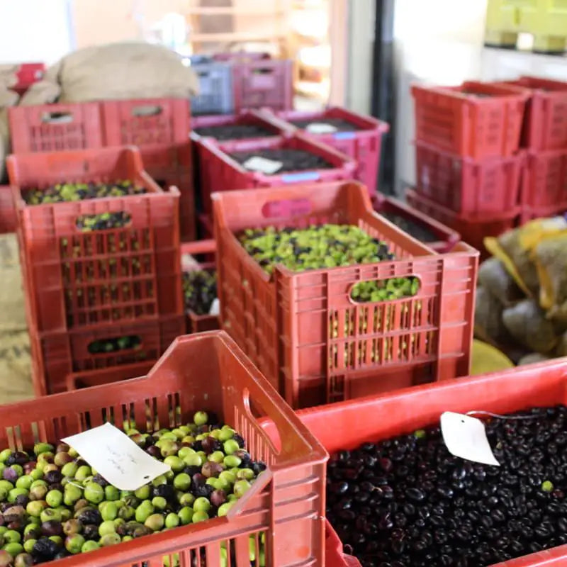 Olives and olive oil making in Provence