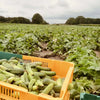 Field of French Cornichons