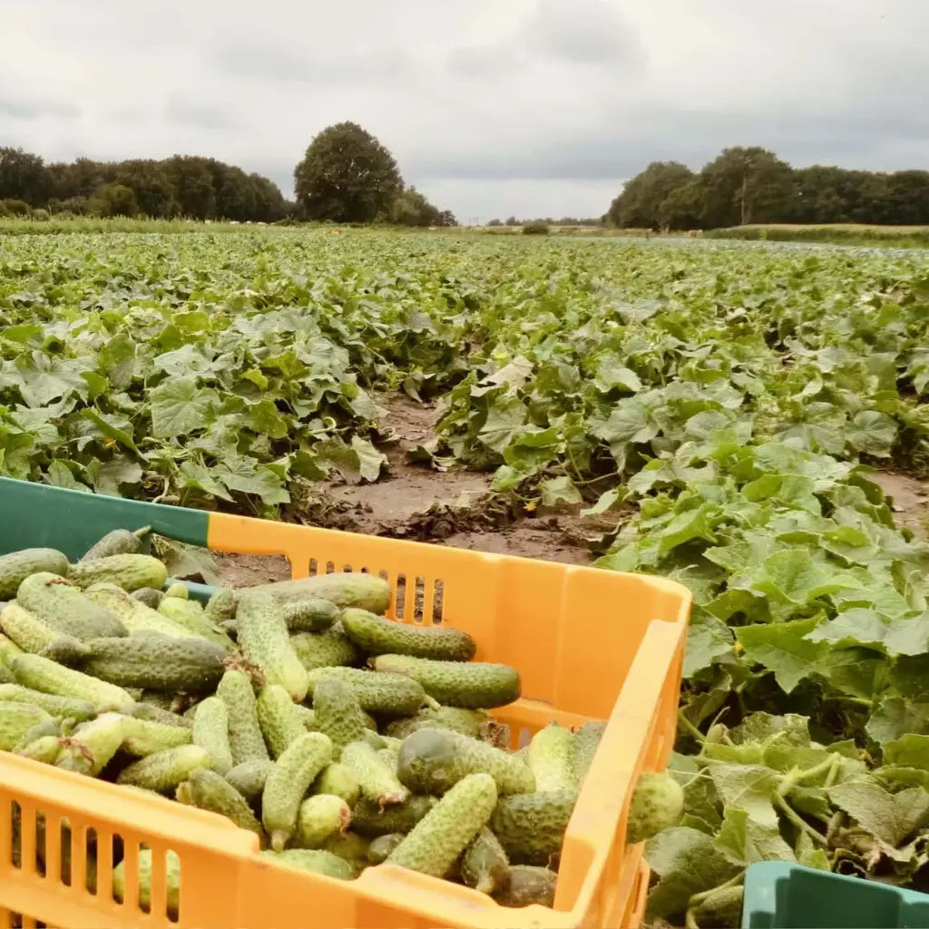 Field of French Cornichons