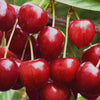 Griotte cherries