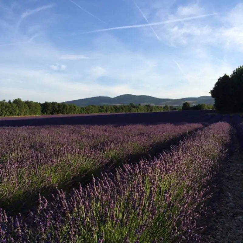 Fields of Lavender in Provence