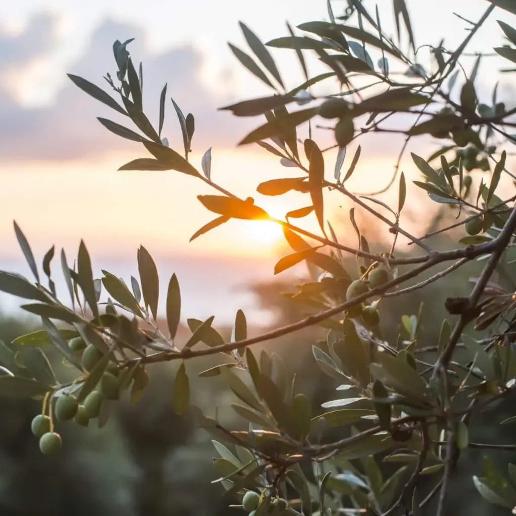 Olive trees from Tunisia