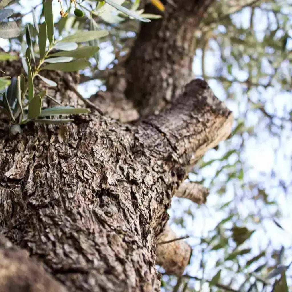 Natural Olive wood trees from Tunisia