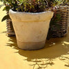 yellow tablecloth